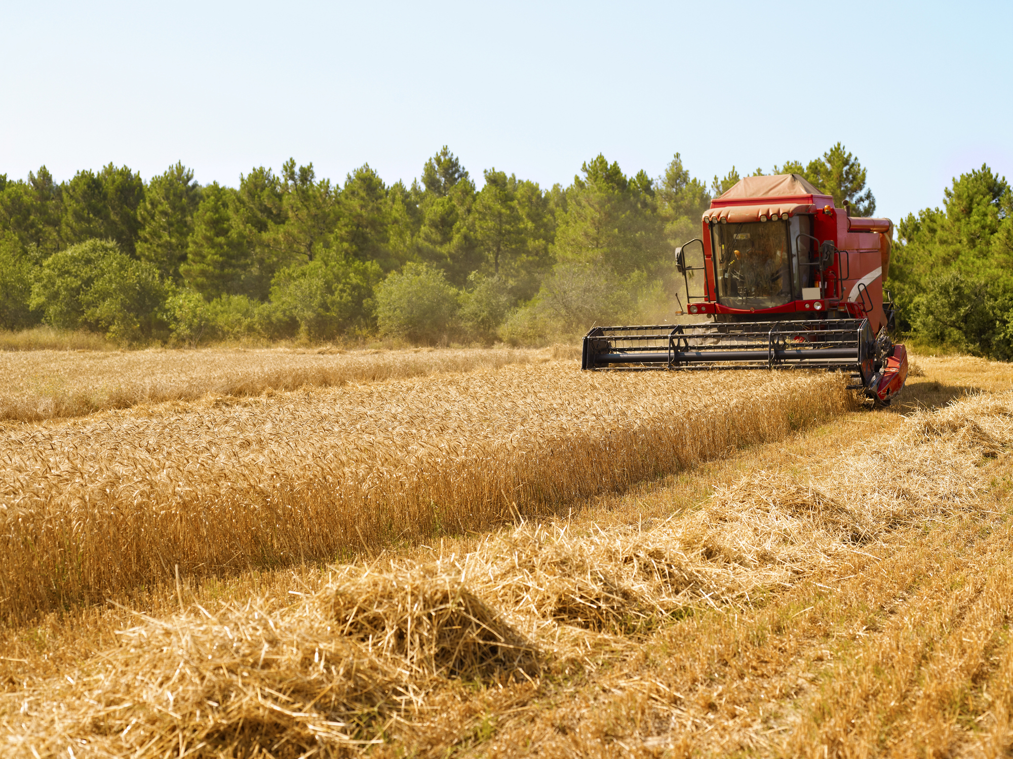 De la récolte du blé à la fabrication du pain : l'expérience d'une petite ferme du Loiret